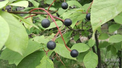 每天拍幾種街道兩邊的花草樹木。