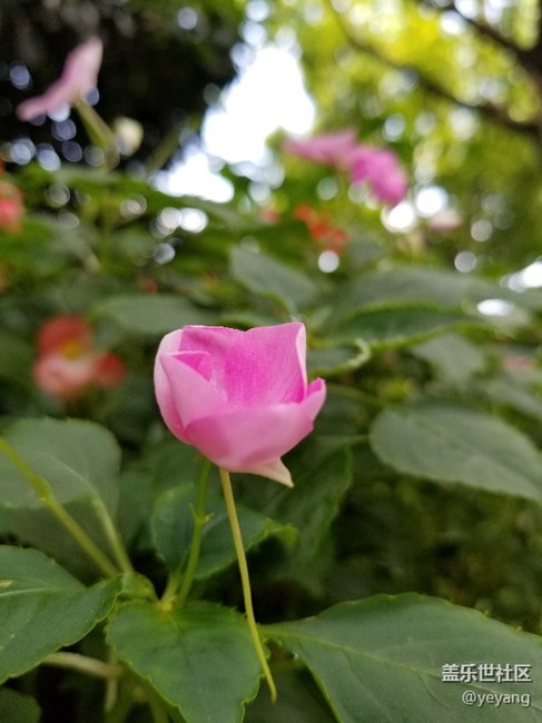 今天用s8拍了點(diǎn)照片