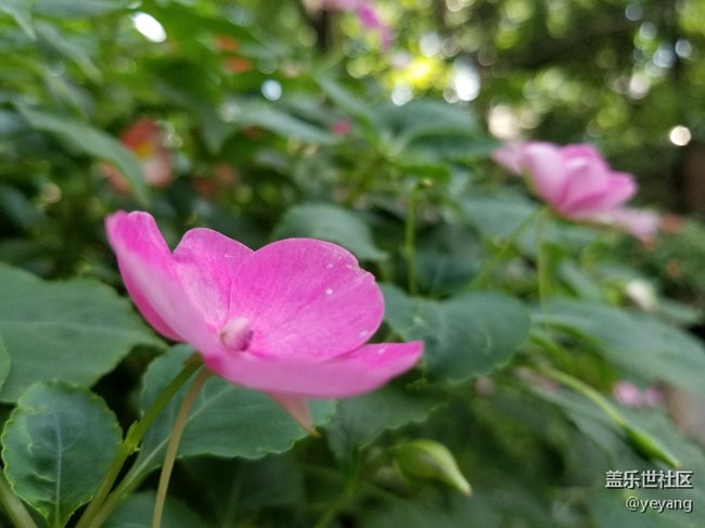 今天用s8拍了點(diǎn)照片