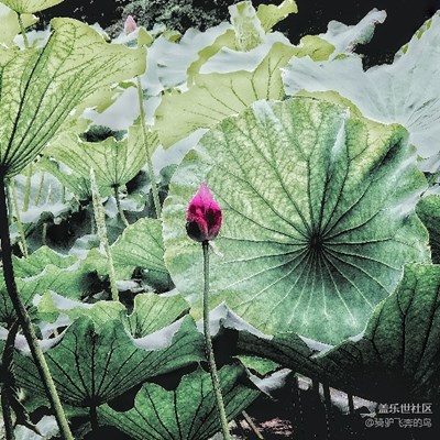 【兩周年 風】夏日涼鳳