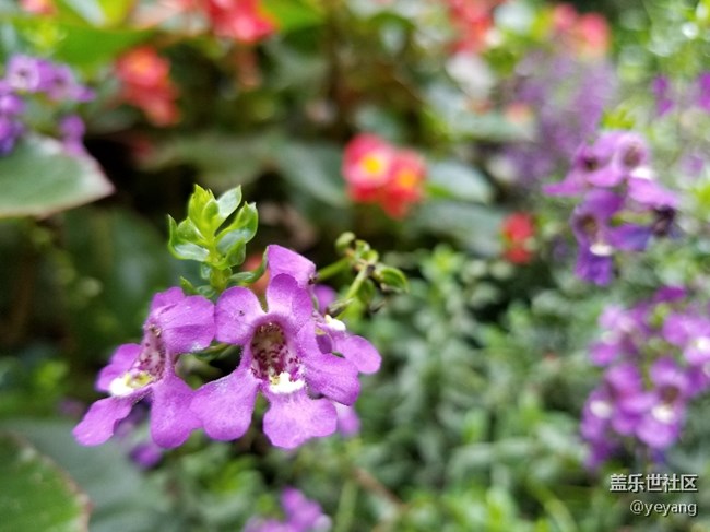 今天用s8拍了點(diǎn)照片