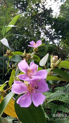 三星C5拍出不一樣的照片！