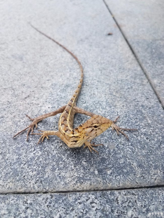 深圳歡樂海岸偶遇~小蜥蜴