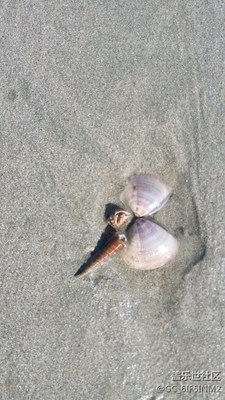 沙灘上的貝殼！