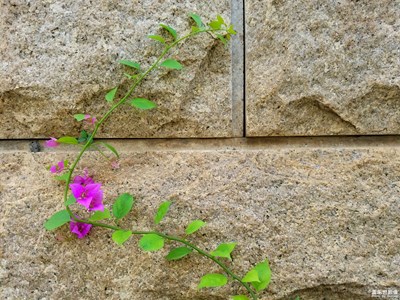 【蓋樂世社區(qū)2周年慶 】+ 韌  +廈門+頑強(qiáng)的生命