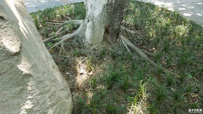 【蓋樂世社區(qū)2周年慶 】+ 韌  +成都市+ 扎根