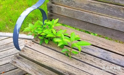 【蓋樂(lè)世社區(qū)2周年慶 】+ 韌 + 南通市 + 萬(wàn)物生