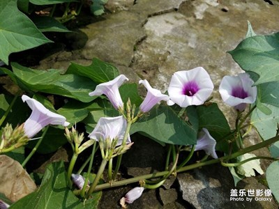 紅薯居然也會(huì)開(kāi)花