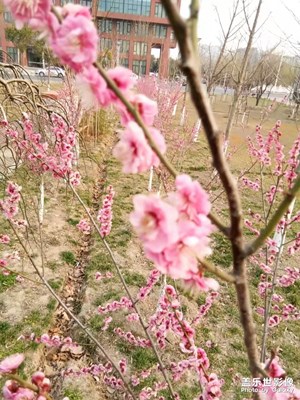 【蓋樂世社區(qū)2周年慶 】+韌+江蘇鹽城+墻角一支梅，_______。