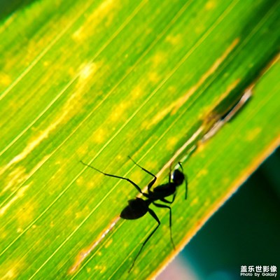 蓋樂世社區(qū)2周年慶第4期——微距