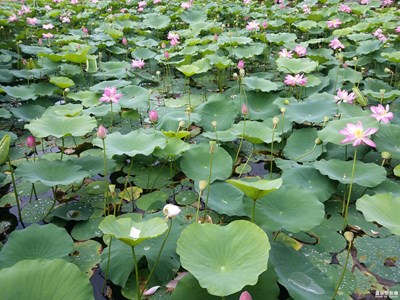 夏日荷塘、絲絲清涼