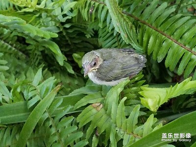 上班遇到一小鳥(niǎo)