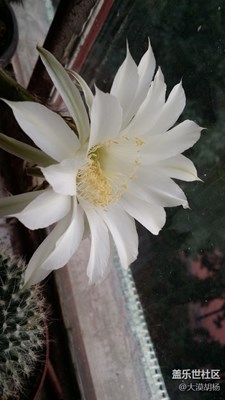 【蓋樂世社區(qū)2周年慶 三位一體 】  +伊寧市+仙人掌開花了