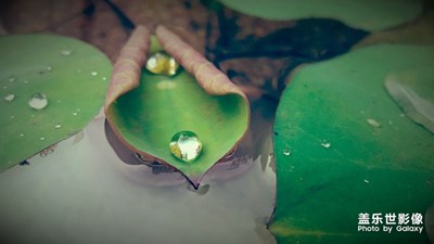 【蓋樂世社區(qū)2周年-微距  】+s6通透的微距/水滴
