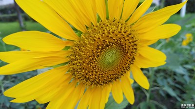 【蓋樂世社區(qū)2周年-微距  】+ 追日的使者