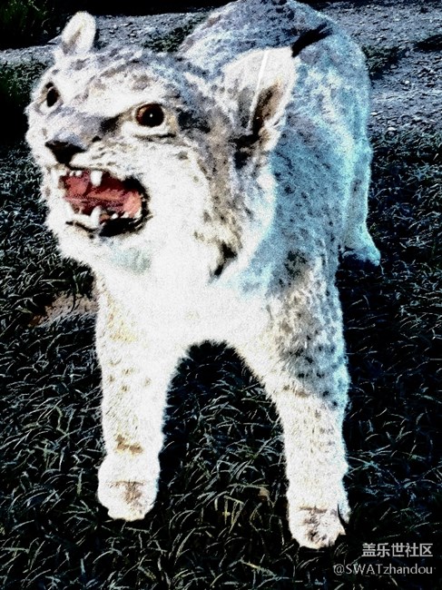 大美玉樹歡迎你