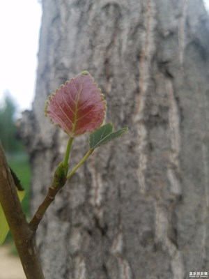 一草一木一春秋