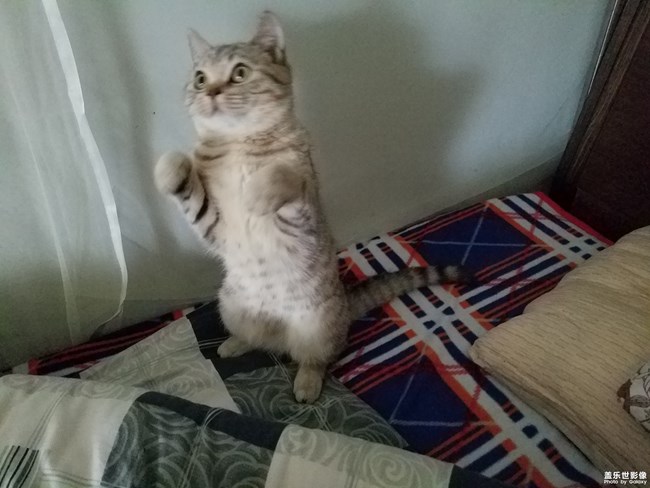 致我家的渦輪仔