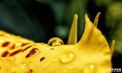 【蓋樂世社區(qū)2周年-微距 】+近得不能再近的影像