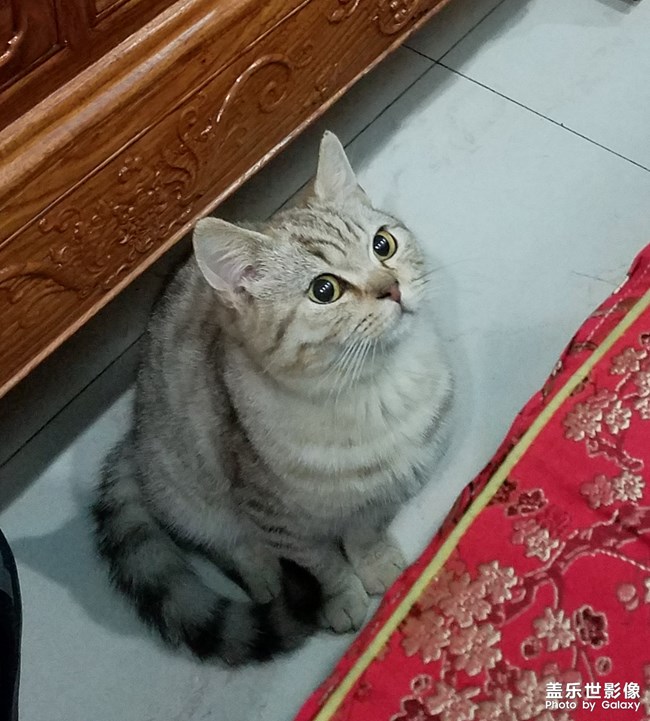 致我家的渦輪仔