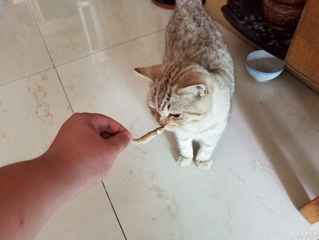 致我家的渦輪仔