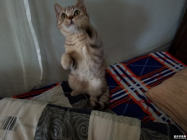 致我家的渦輪仔