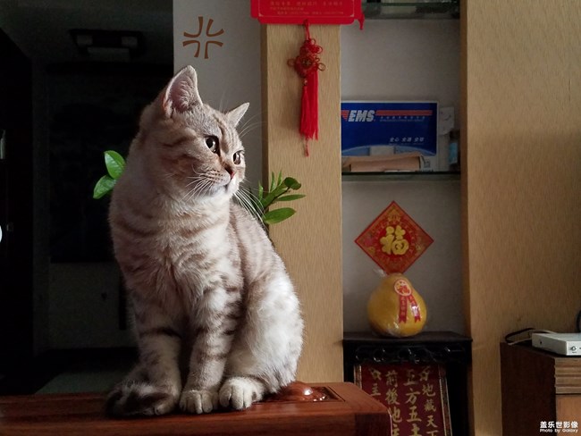 致我家的渦輪仔