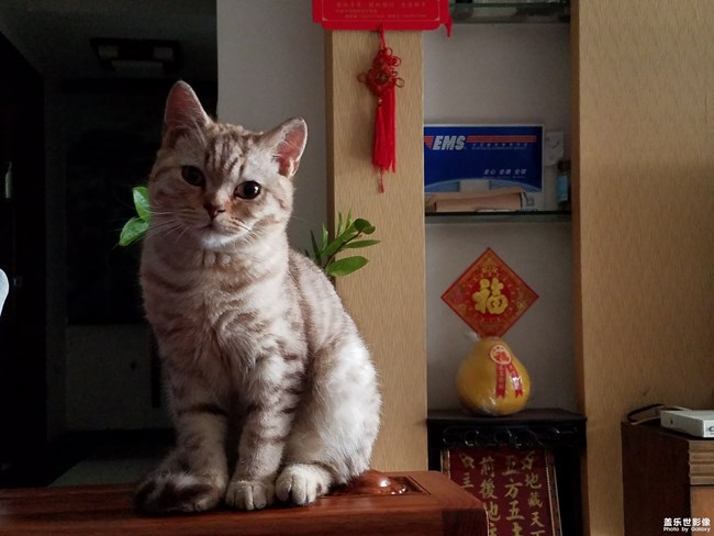 致我家的渦輪仔