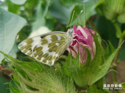 【蓋樂(lè)世社區(qū)2周年-微距  】 +田園精靈