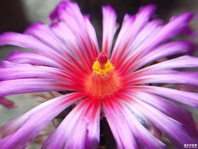 【蓋樂世社區(qū)2周年-微距  】 +仙人開花