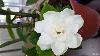 【蓋樂世社區(qū)2周年-微距  】+可愛的小花