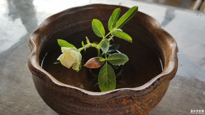 【蓋樂世社區(qū)2周年-微距  】 + 小花