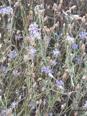 【蓋樂世社區(qū)2周年-微距】+路邊的風(fēng)景