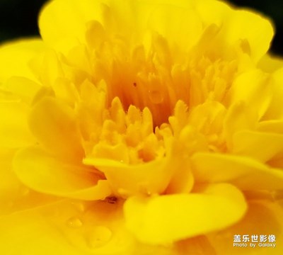 【蓋樂世社區(qū)2周年-微距 】 + 雨后花