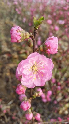 蓋樂世社區(qū)2周年-微距  】+可愛的生靈