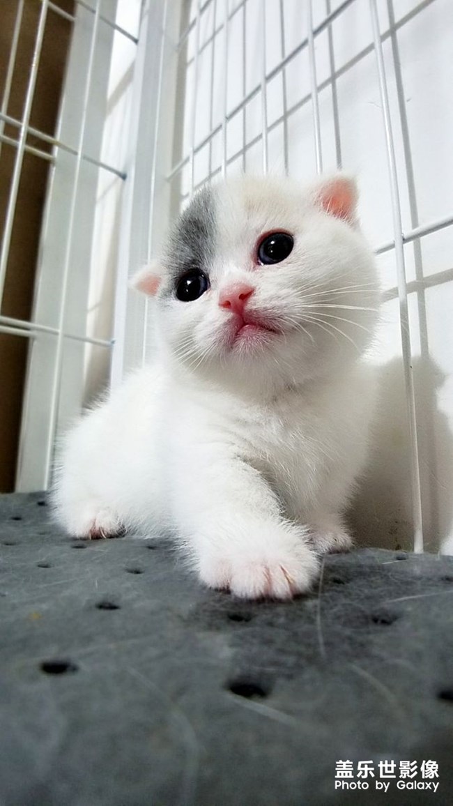 我家不一樣的柯基。