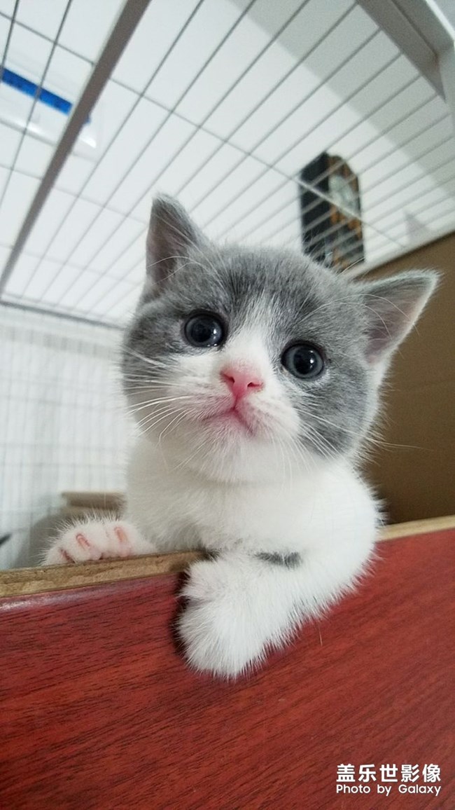 我家不一樣的柯基。