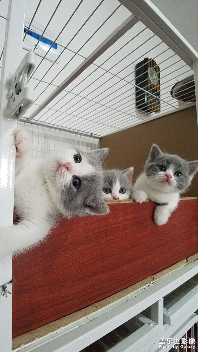 我家不一樣的柯基。