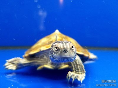 【蓋樂(lè)世社區(qū)2周年-靜  】+伺機(jī)而動(dòng)