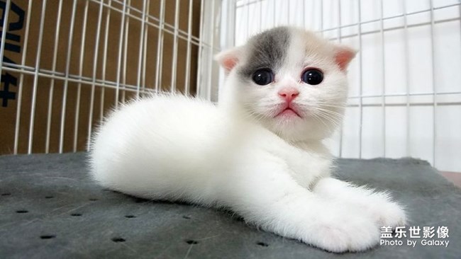 我家不一樣的柯基。