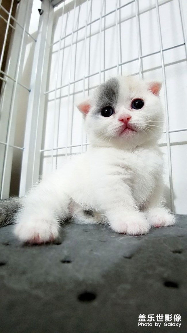 我家不一樣的柯基。