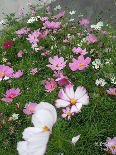 一個手機的像素