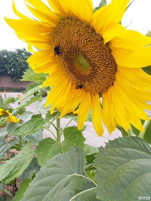 【蓋樂世社區(qū)2周年-靜  】+花香