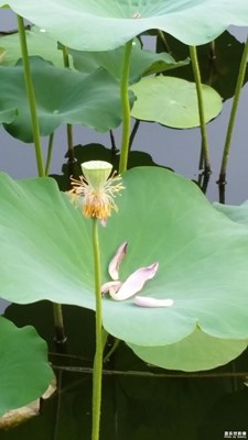 【蓋樂世社區(qū)2周年-靜  】 +七月青荷