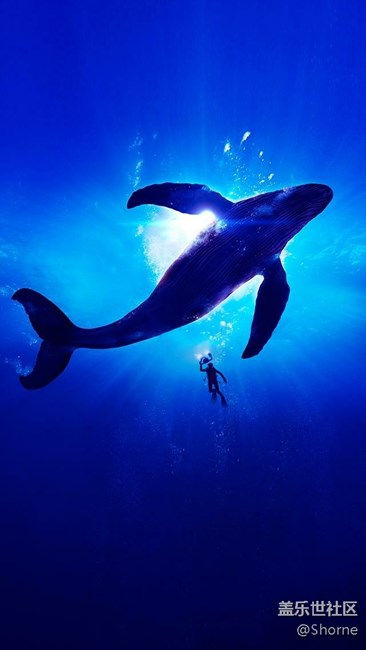 有沒有人找藍(lán)鯨壁紙