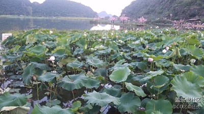 三生三世十里桃花