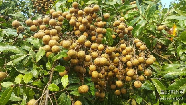 問下有那些S8的APP可以直接在NOTE5上安裝？