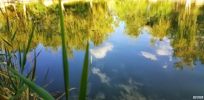 唯有蜻蜓立上頭