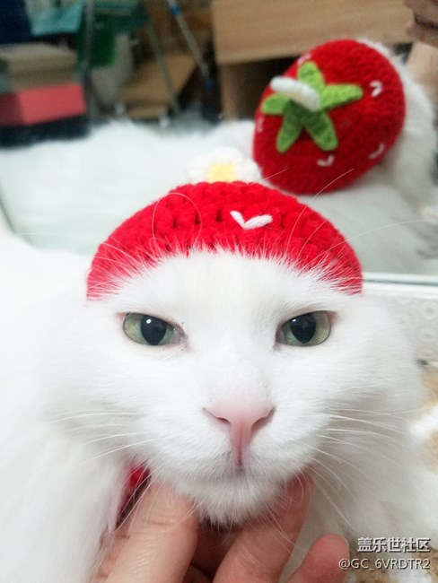 貓星人大大和妹妹