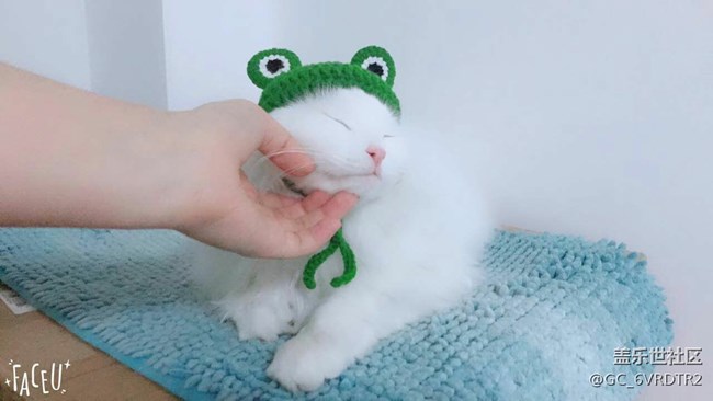 貓星人大大和妹妹